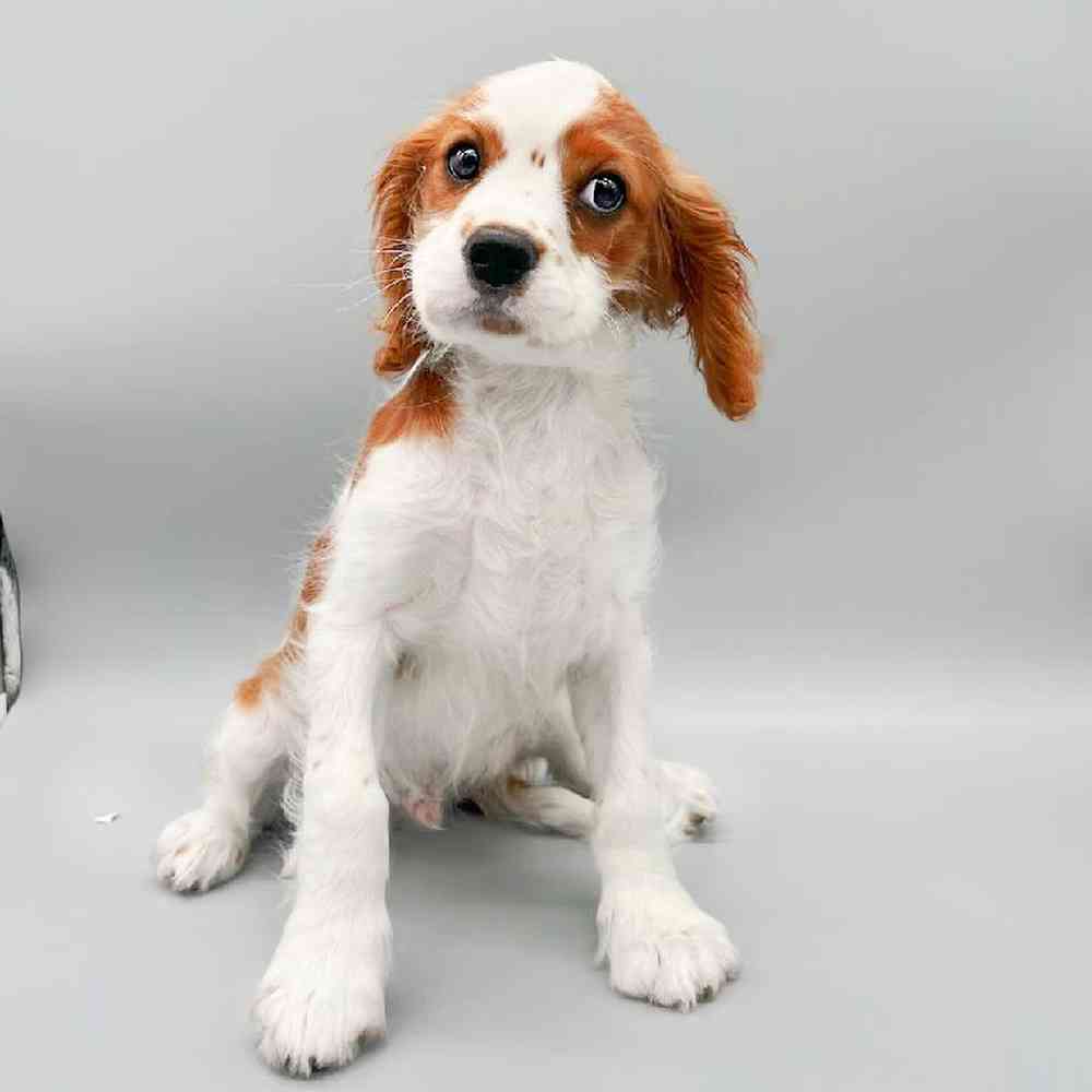 Male Cavalier King Charles Spaniel Puppy for Sale in Las Vegas, NV