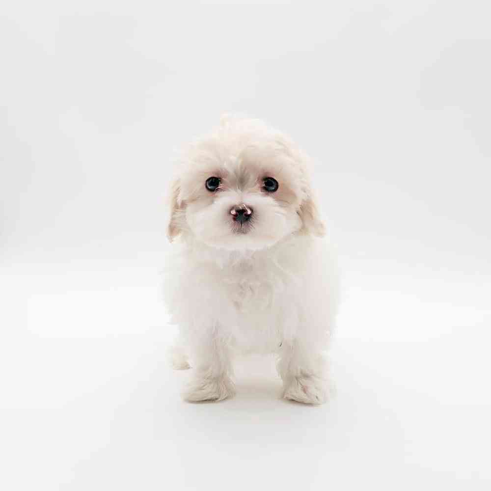 Female Maltipoo Puppy for Sale in Henderson, NV