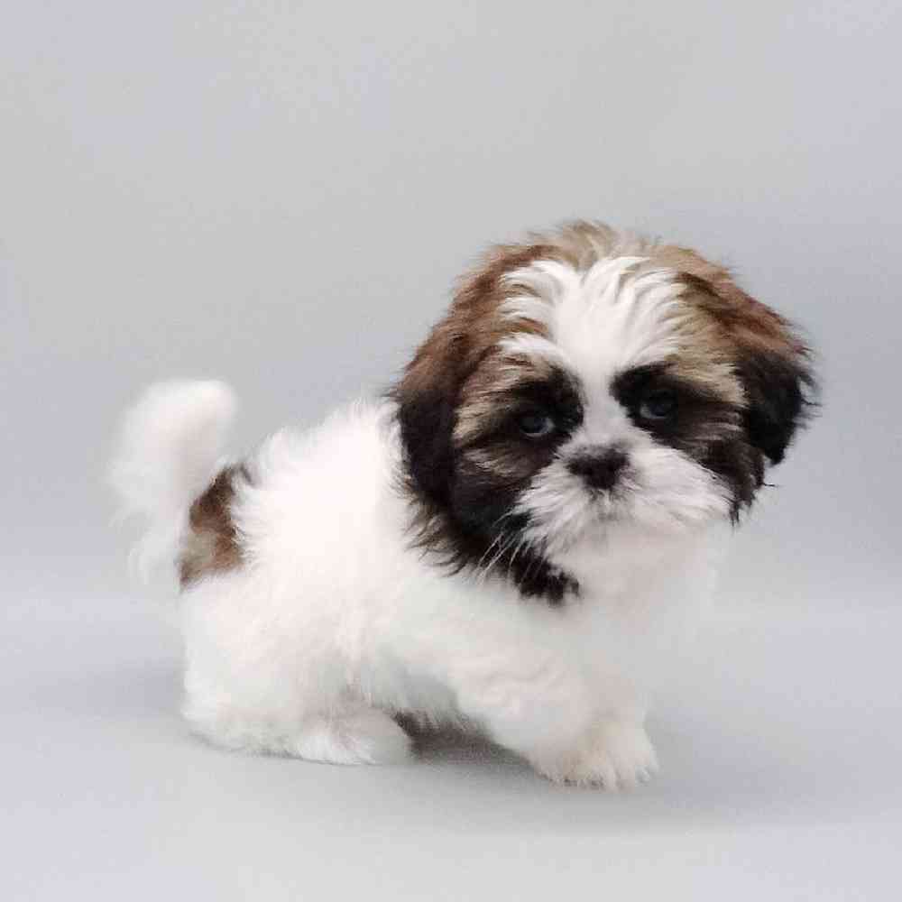 Male Shih Tzu Puppy for Sale in Las Vegas, NV