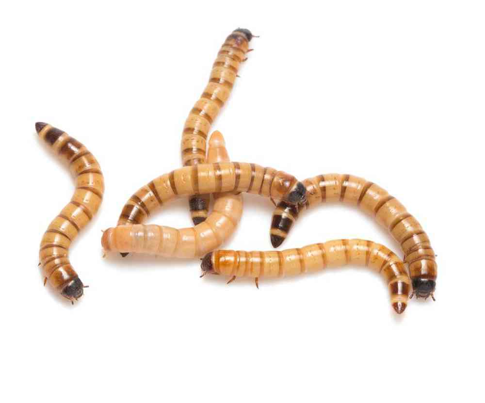 Unknown Superworms Bugs & Feeder for sale
