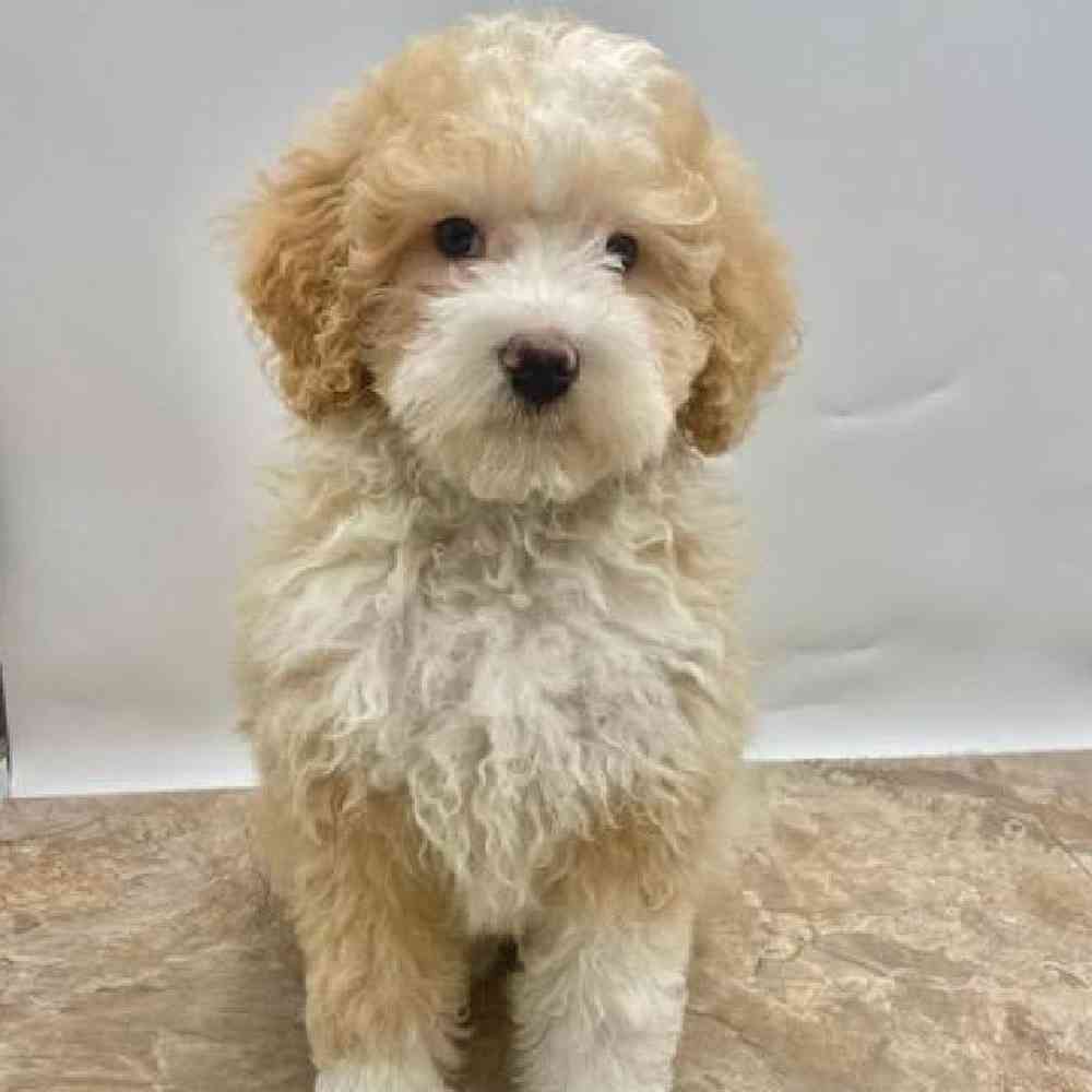 Female Bernedoodle Mini 2nd Gen Puppy for Sale in St. George, UT