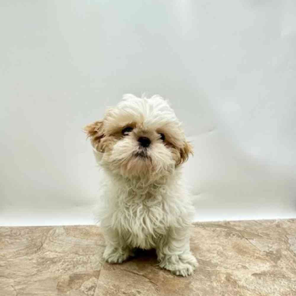 Female Teddy Bear Puppy for Sale in St. George, UT