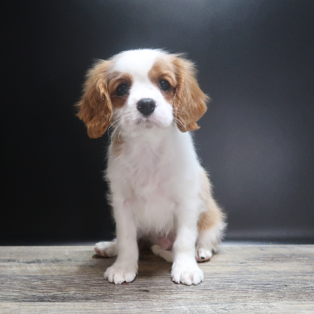 Male Cavalier King Charles Spaniel Puppy for Sale in Vineyard, UT