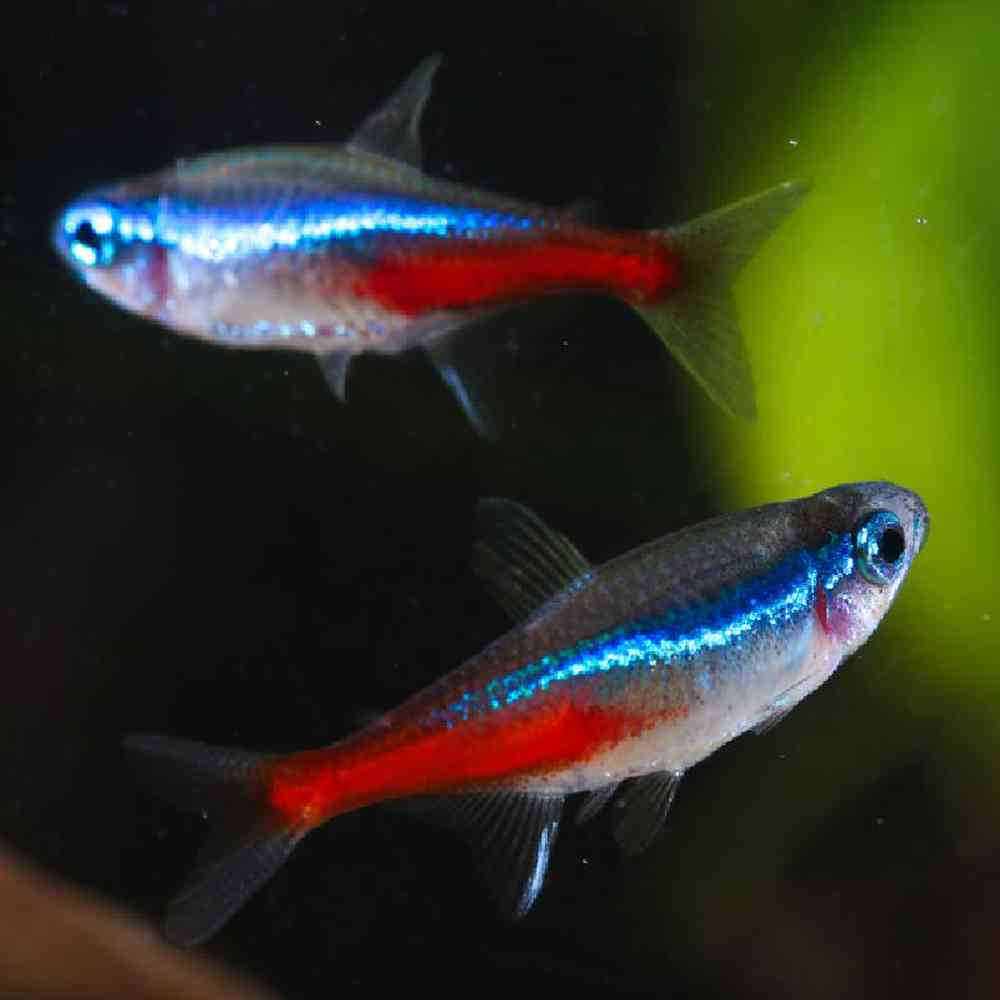 Unknown Tetras Freshwater Fish for sale