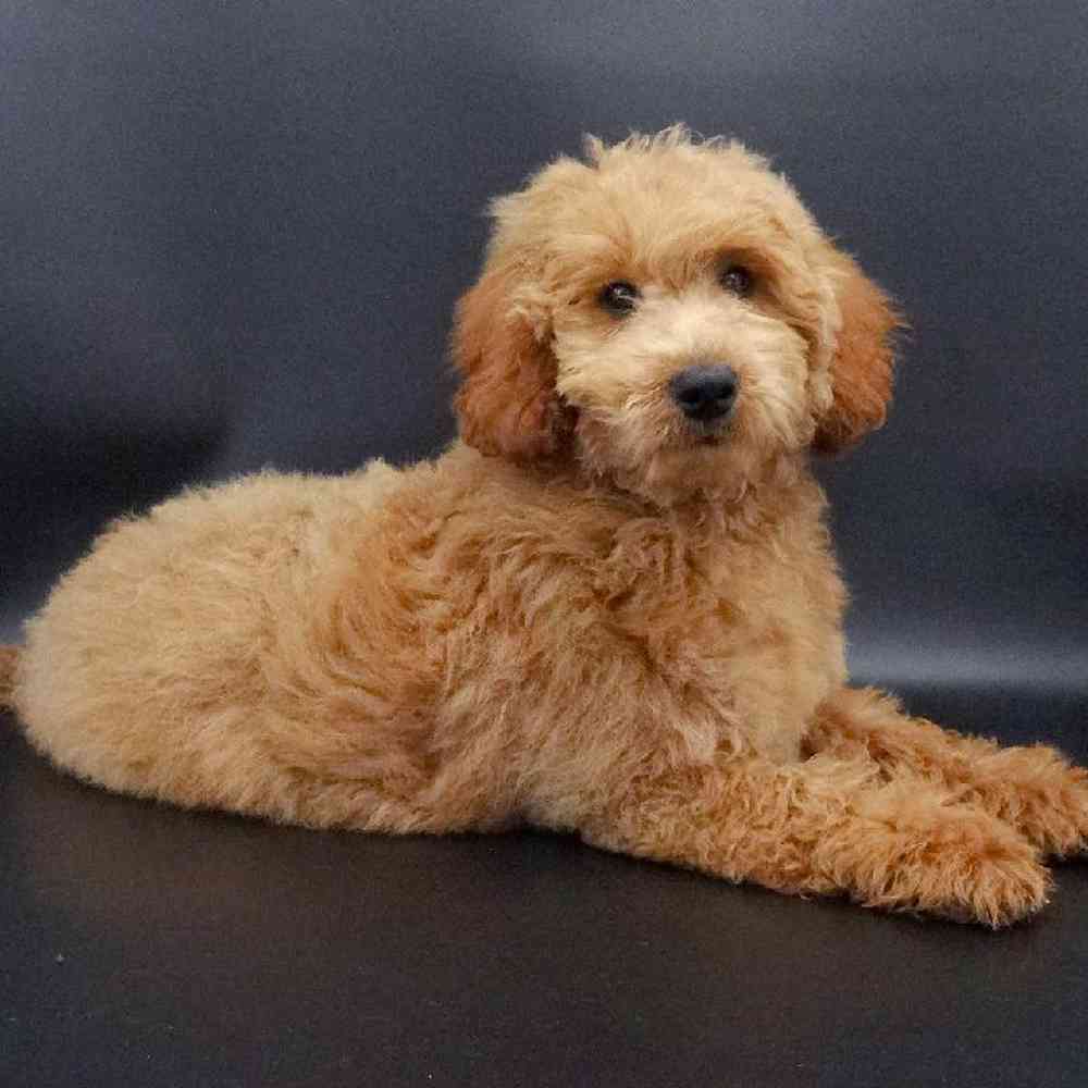 Male Goldendoodle mini 2nd Gen Puppy for sale