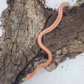 Snake Cornsnake Albino Tessera