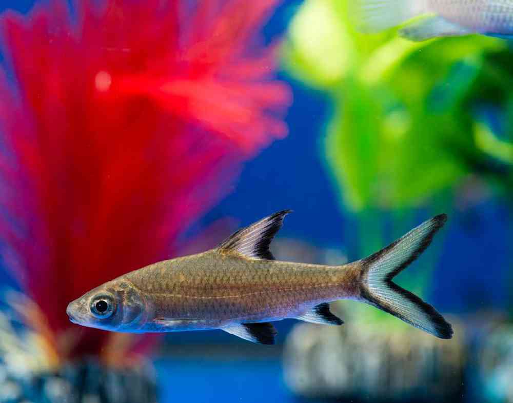 Unknown Freshwater Sharks Freshwater Fish for sale