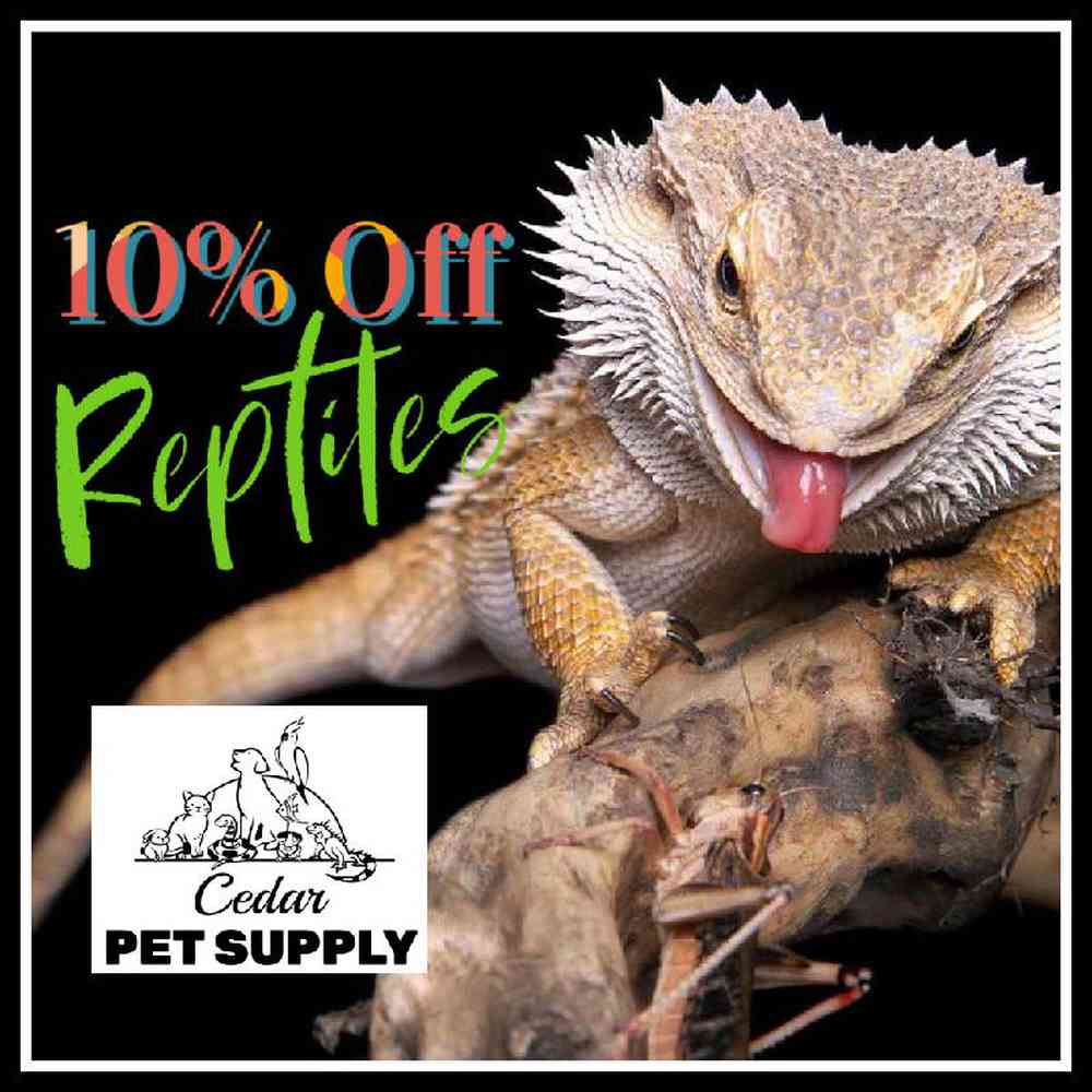Unknown reptile Reptile for sale