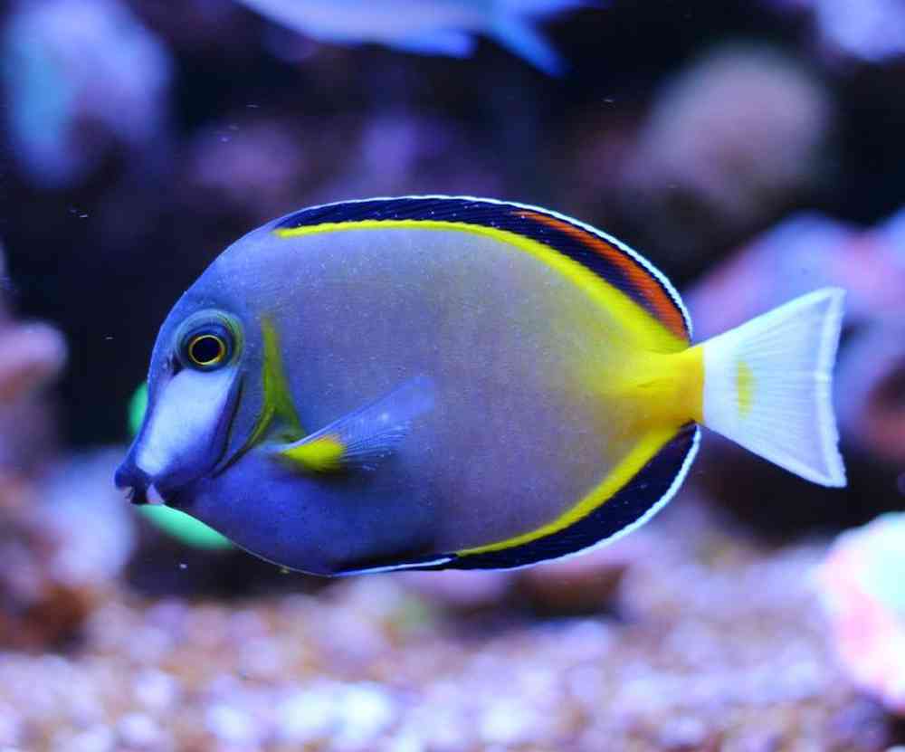 Unknown Tangs Powder Brown Saltwater Fish for sale
