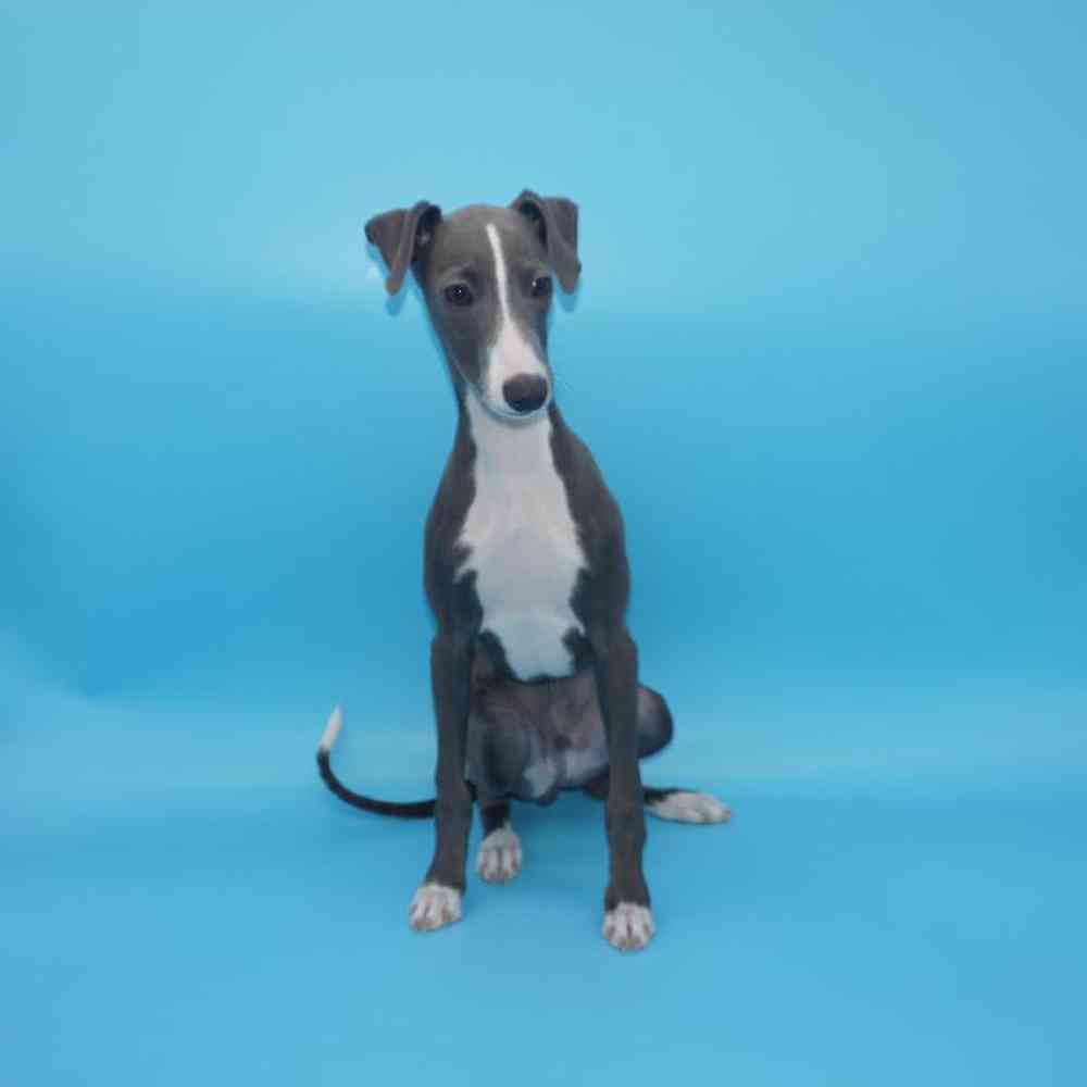 Male Italian Greyhound Puppy for sale