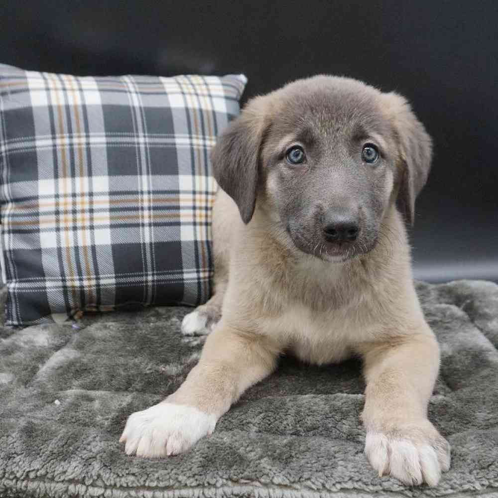 Female Anatolian Shepherd Dog Puppy for sale