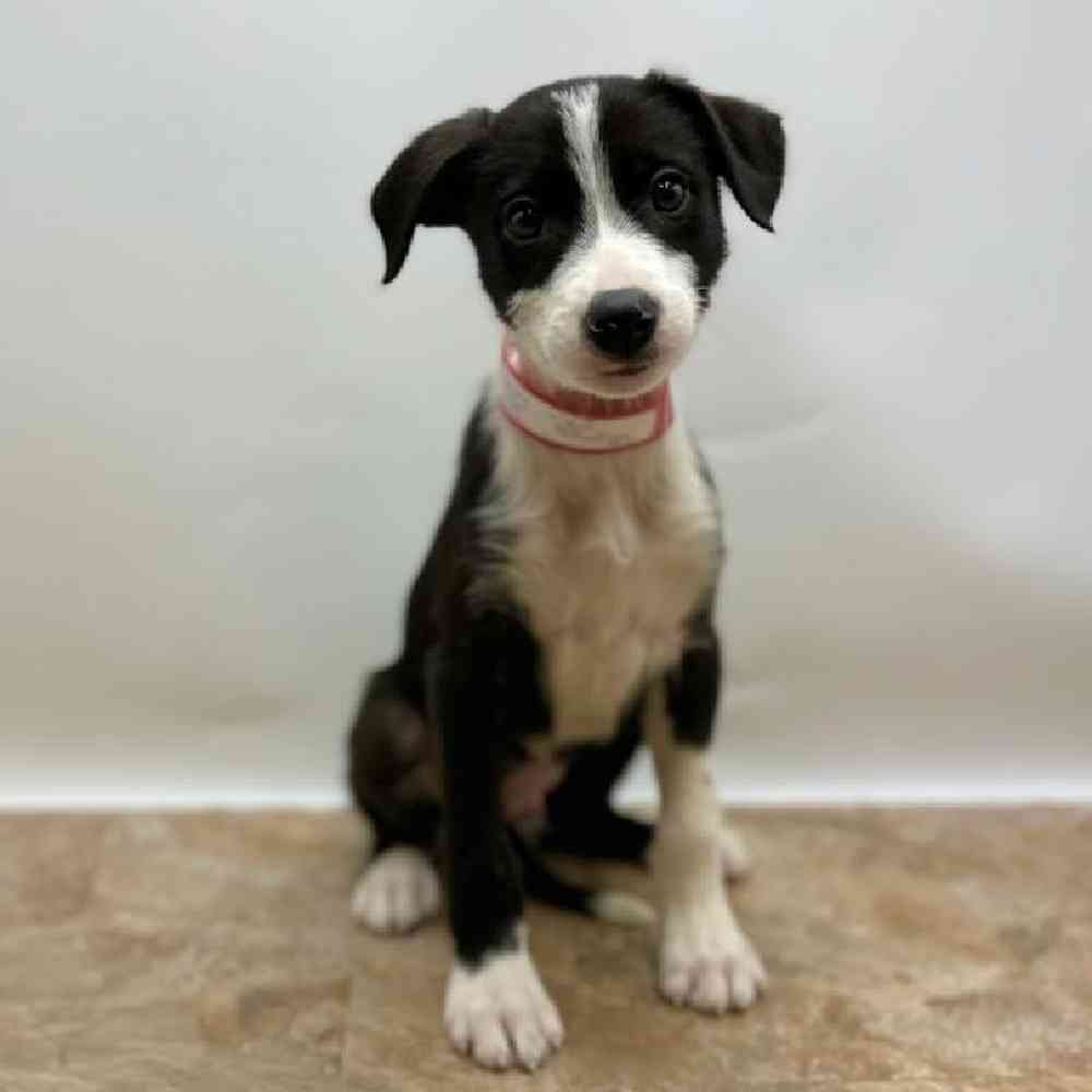 Male Border Collie Puppy for Sale in St. George, UT