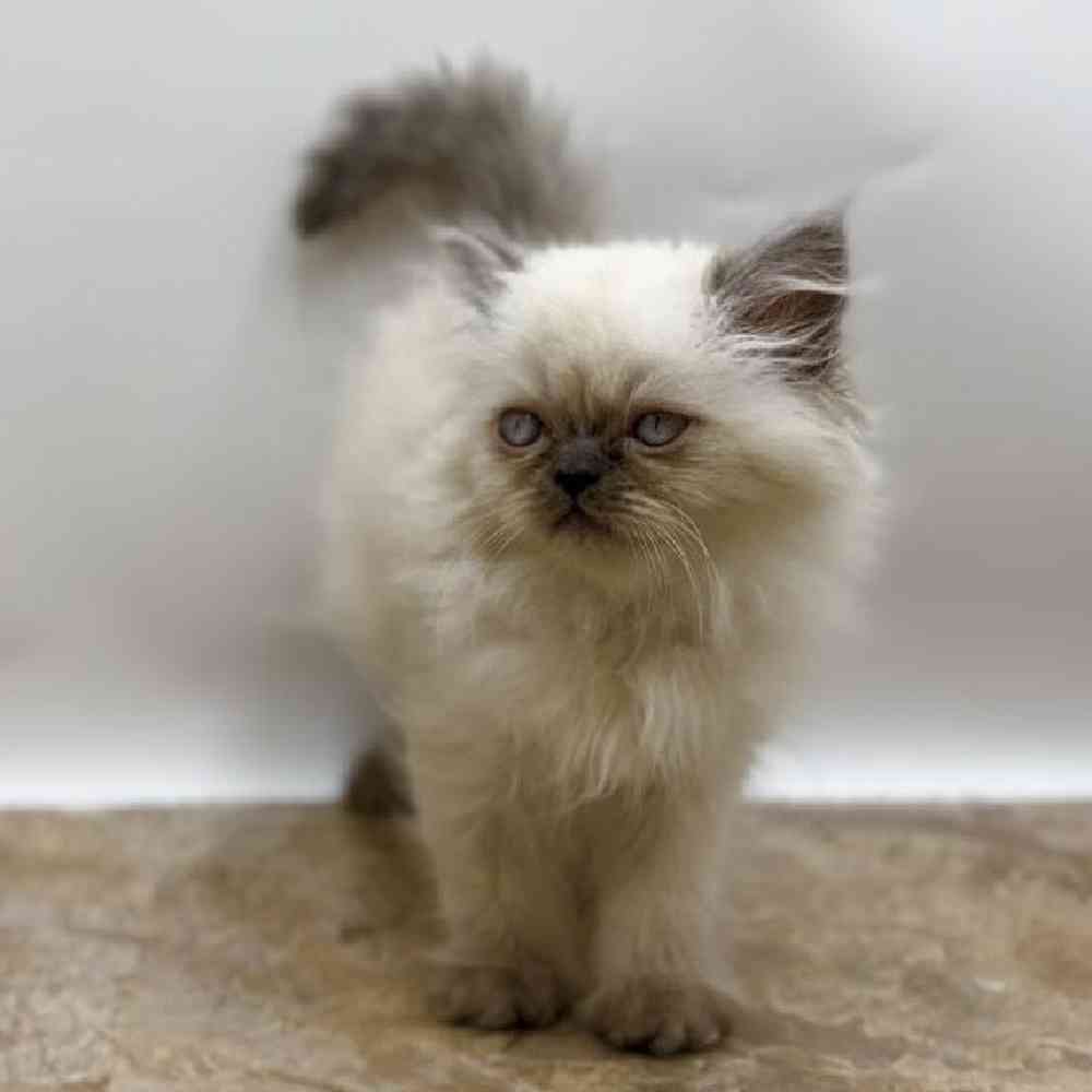 Male Kitten Persian Kitten for Sale in St. George, UT