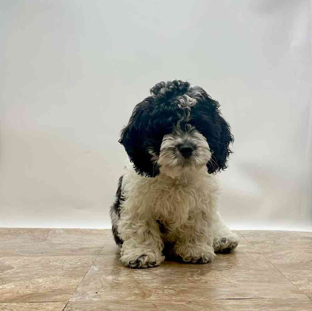 Male Cockapoo Puppy for Sale in St. George, UT