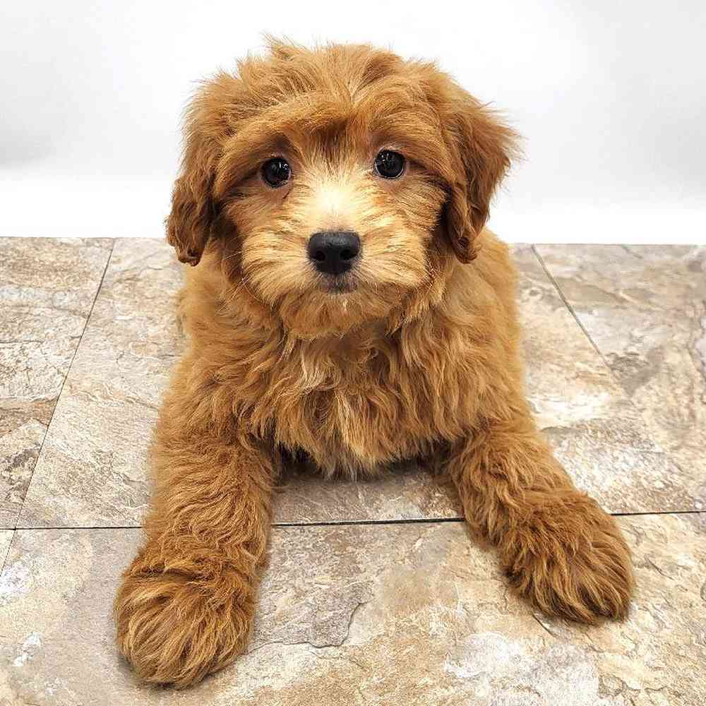 Male Goldendoodle mini Puppy for Sale in St. George, UT