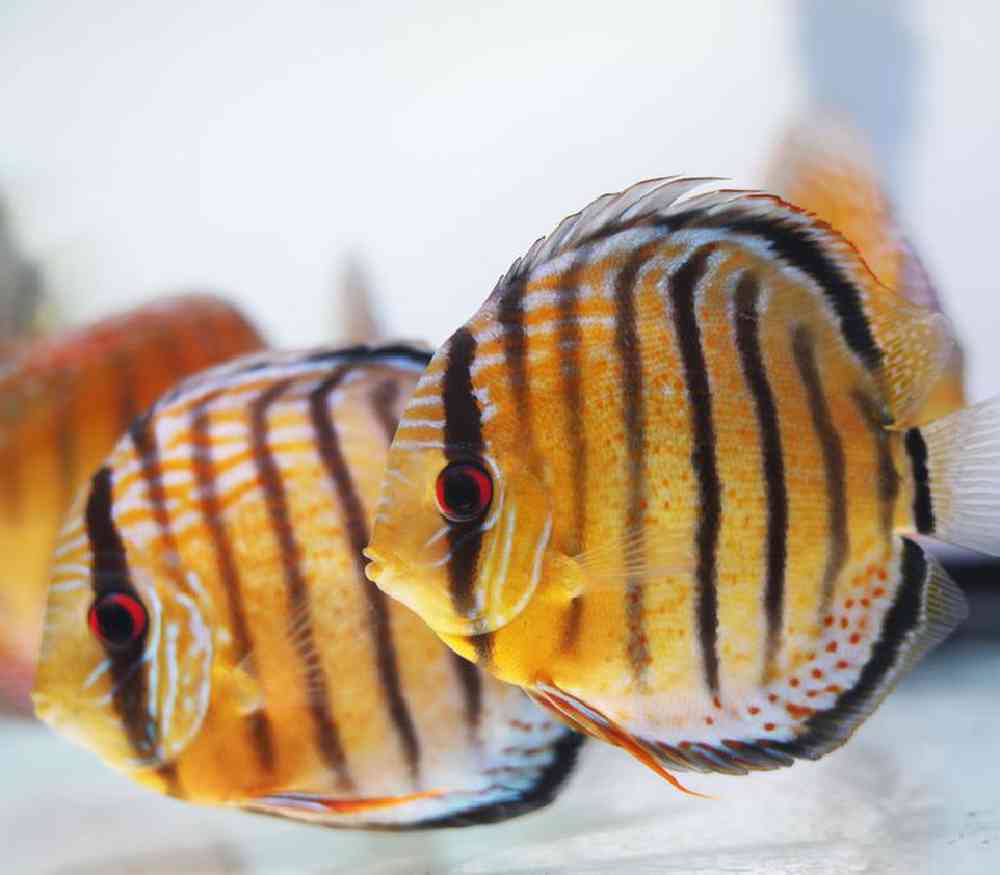 Unknown Discus Freshwater Fish for sale