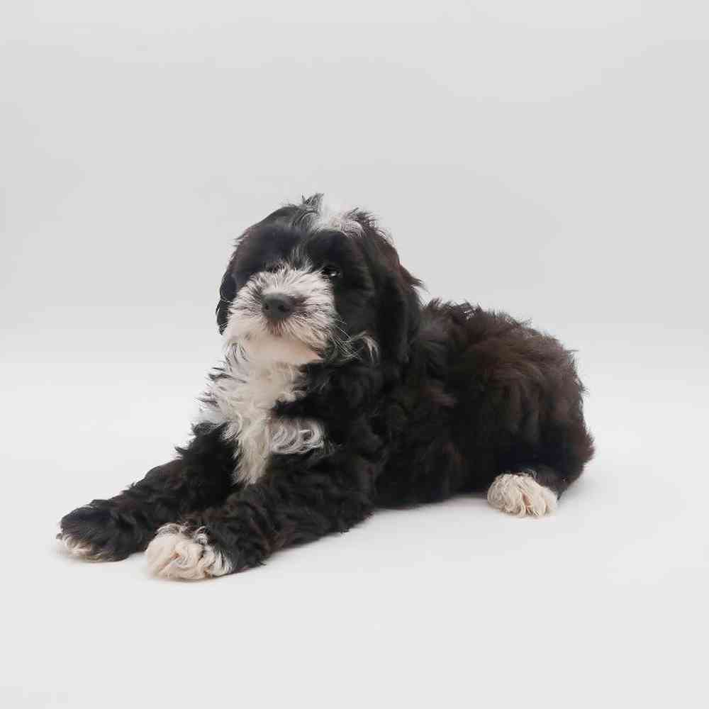 Male Mini Aussiedoodle Puppy for Sale in Henderson, NV