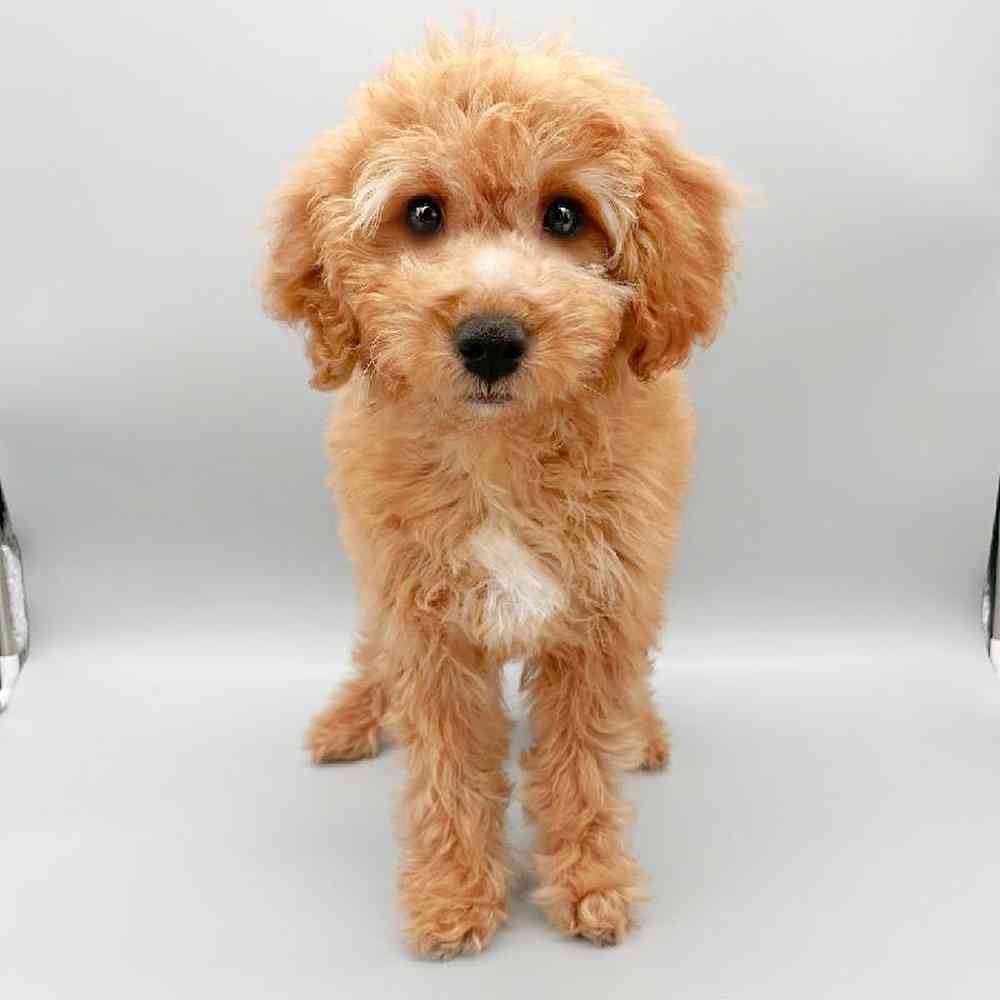 Female Goldendoodle Puppy for Sale in Las Vegas, NV
