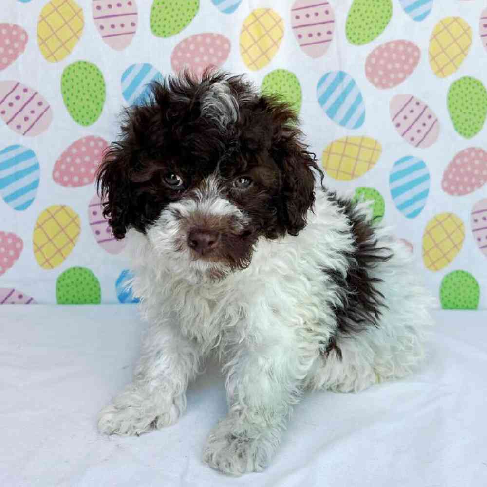 Male Bichon-Poodle Puppy for Sale in Henderson, NV