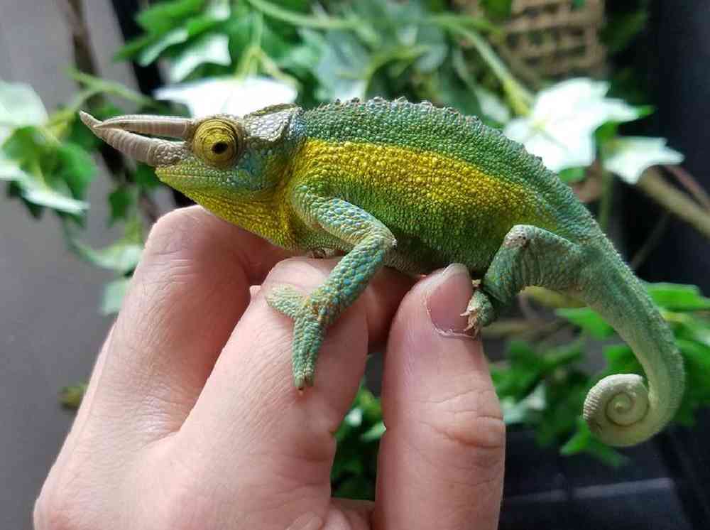 Unknown Chameleon Rainbow Jackson's Reptile for sale