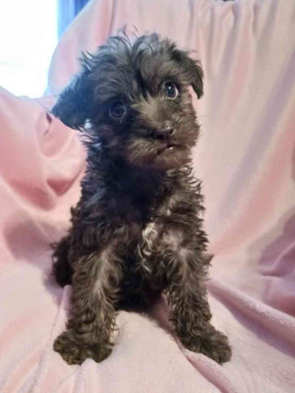19666176a71ade1-1312-4ab8-8bb2-caa76d26747dschnoodle3.jpeg