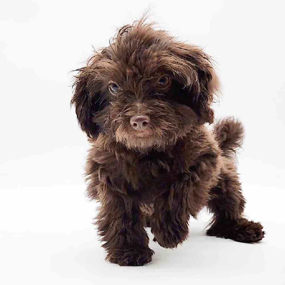 Male Pom-A-Poo Puppy for Sale in Cedar City, UT