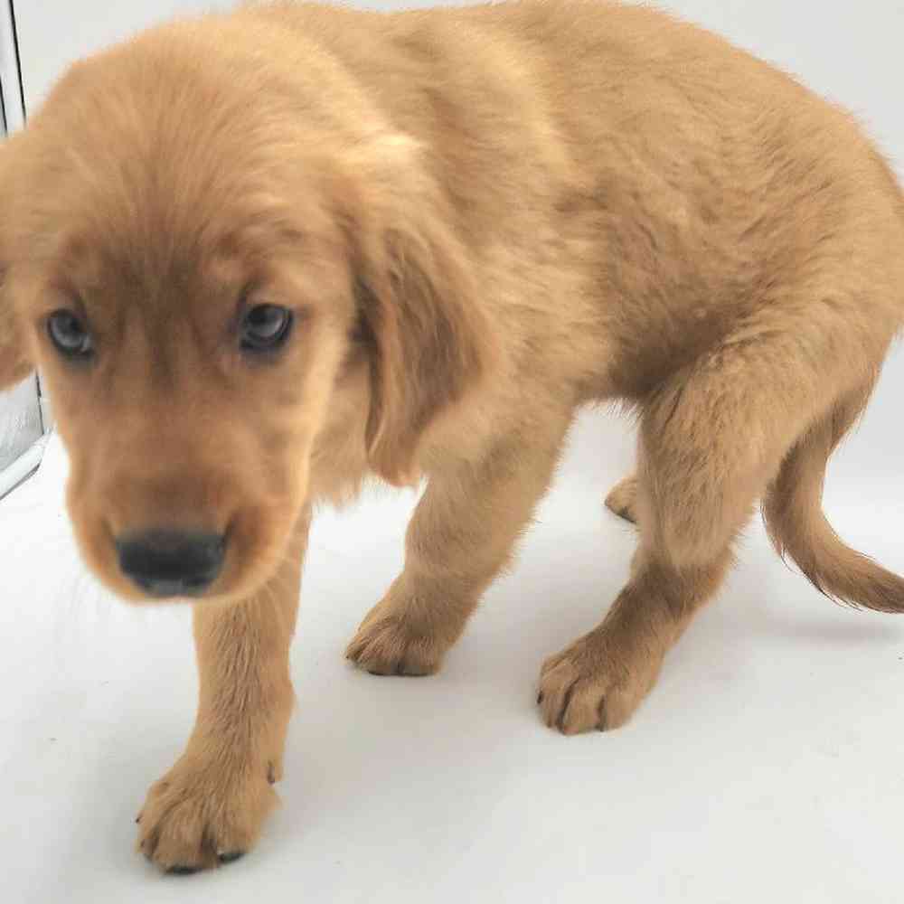 Male Golden Retriever Puppy for Sale in Henderson, NV