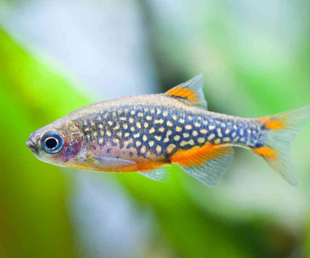 Unknown Danio / Minnows Freshwater Fish for sale