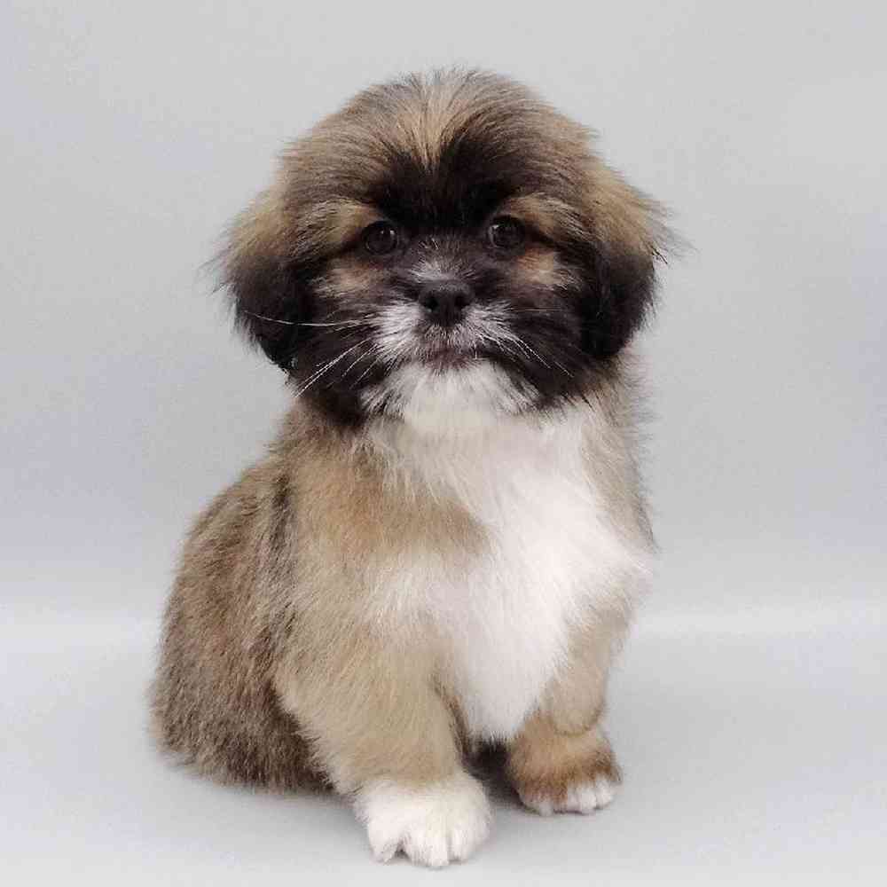 Male Lhasa Apso Puppy for Sale in Las Vegas, NV