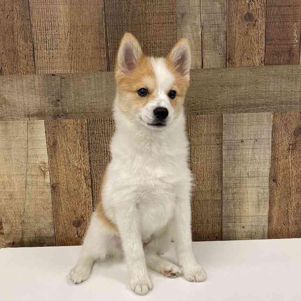 Male Pomsky Puppy for Sale in Henderson, NV
