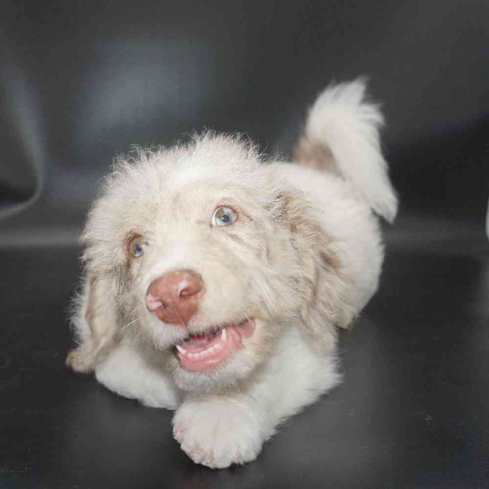 Male Labradoodle Puppy for Sale in Vineyard, UT