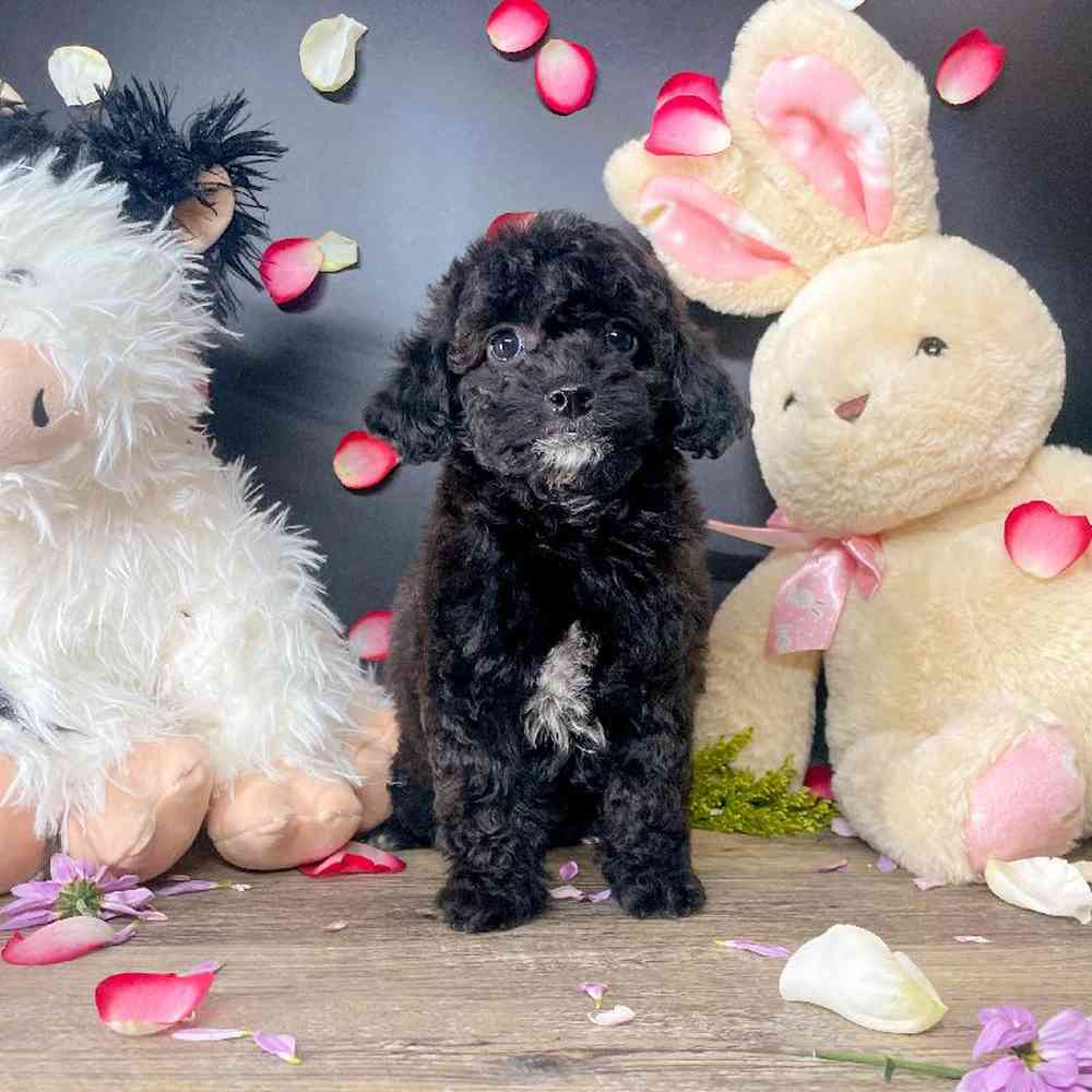 Male Toy Poodle-Cockapoo Puppy for Sale in Las Vegas, NV