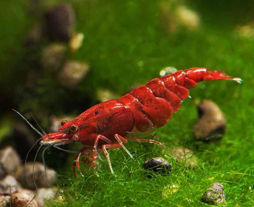 Unknown Shrimp Bloody Mary Freshwater Inverts for sale