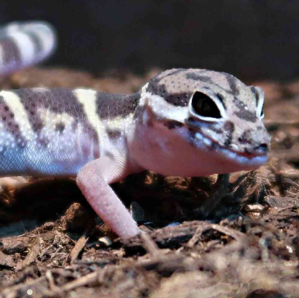Unknown Banded Gecko Reptile for sale