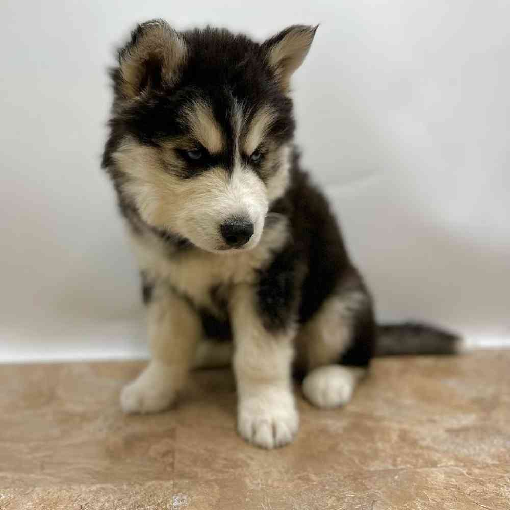 Male Siberian Husky Puppy for Sale in St. George, UT