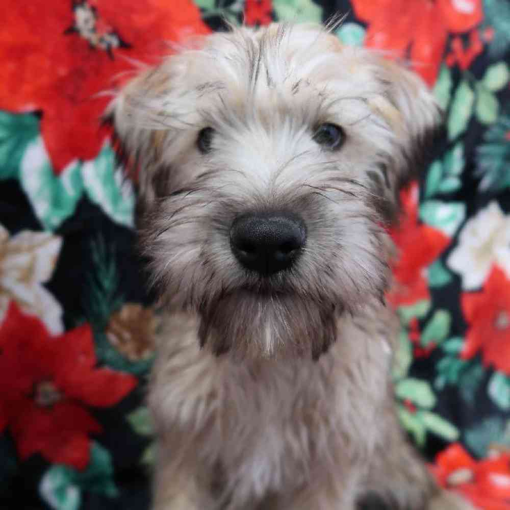 Male Soft Coated Wheaten Terrier Puppy for Sale in Vineyard, UT