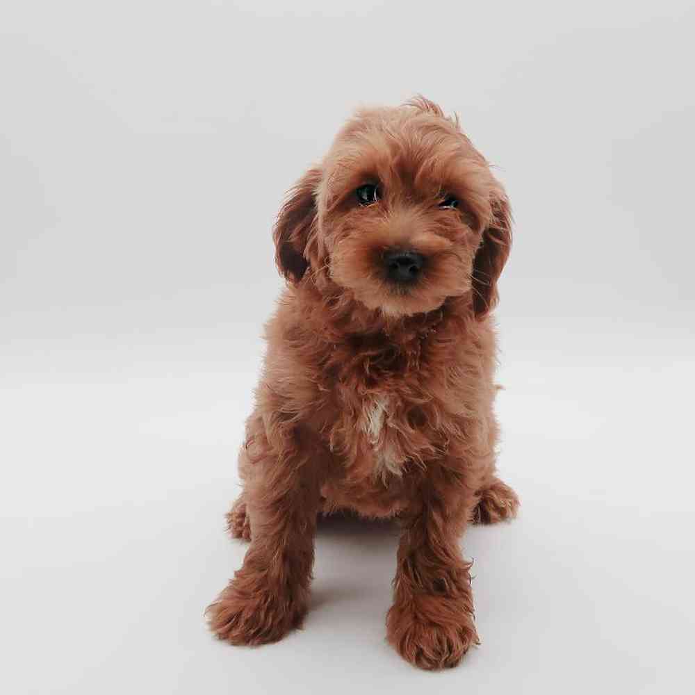 Male Goldendoodle mini Puppy for Sale in Henderson, NV