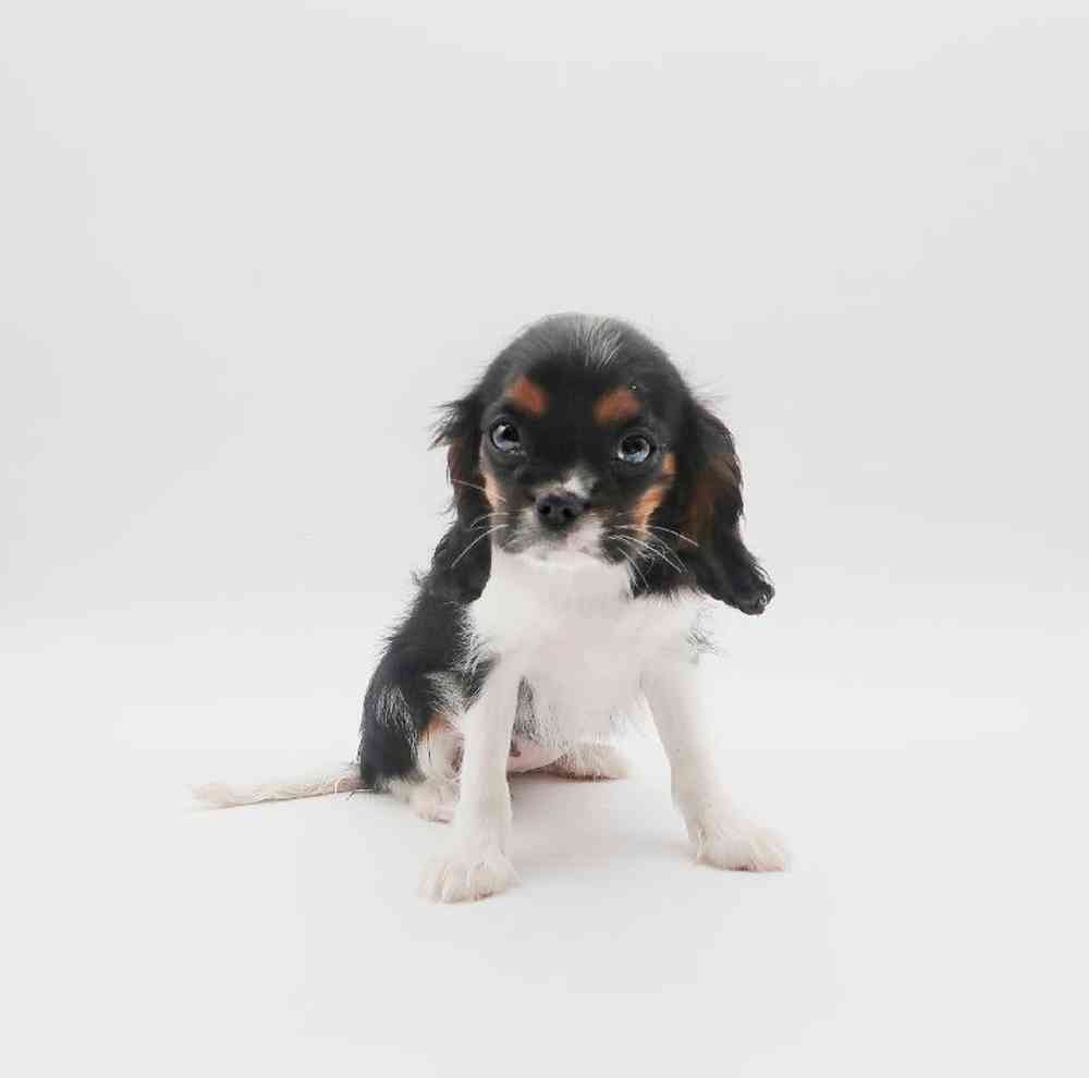 Female Cavalier King Charles Spaniel Puppy for Sale in Henderson, NV