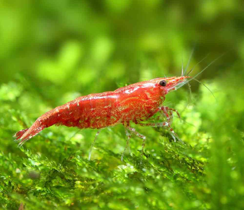 Unknown Shrimp Cherry Freshwater Inverts for sale