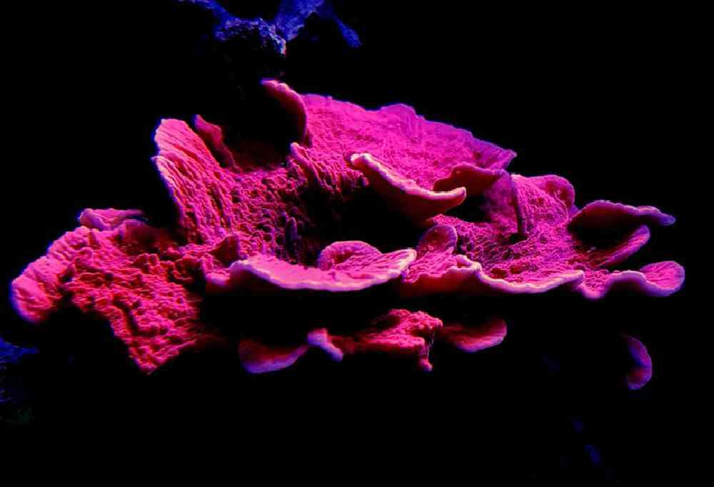 Unknown Montipora Toxic Pink Coral for sale