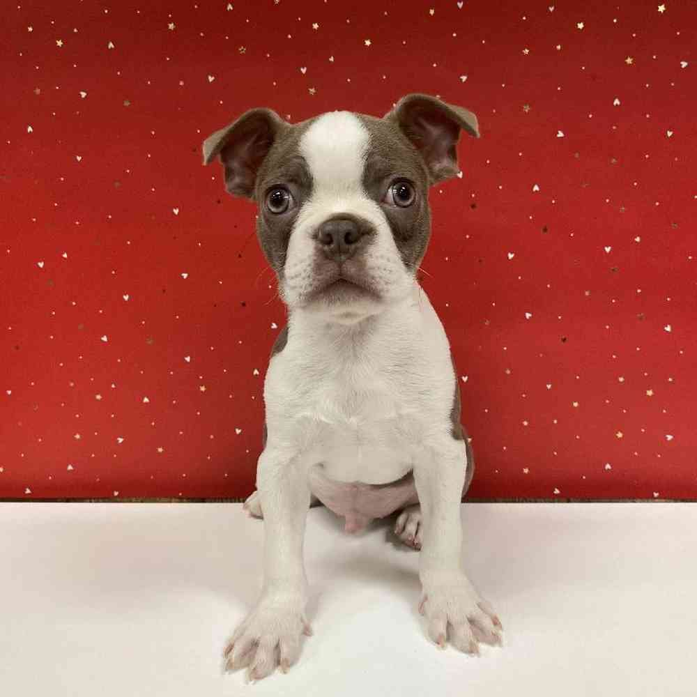 Male Boston Terrier Puppy for Sale in Las Vegas, NV