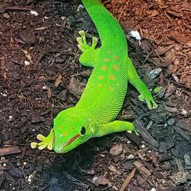 Gecko Madagascar Day