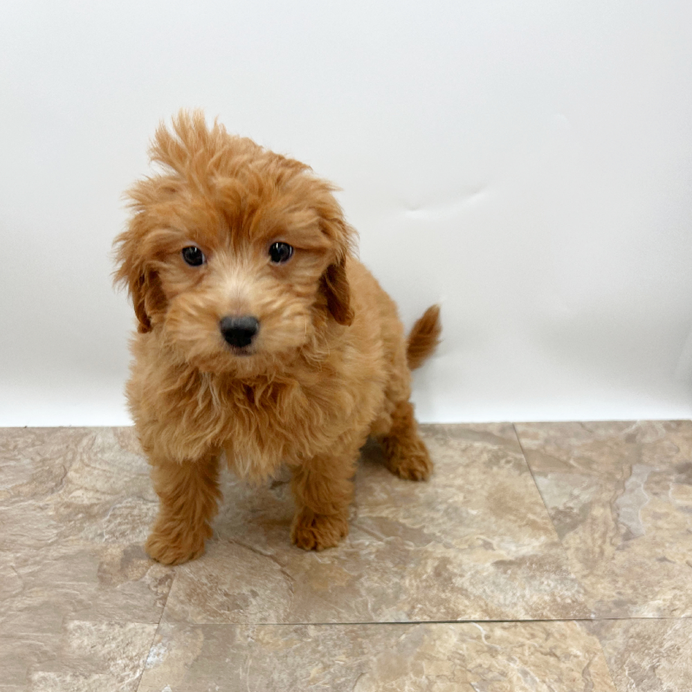 Male Mini Goldendoodle Puppy for Sale in St. George, UT