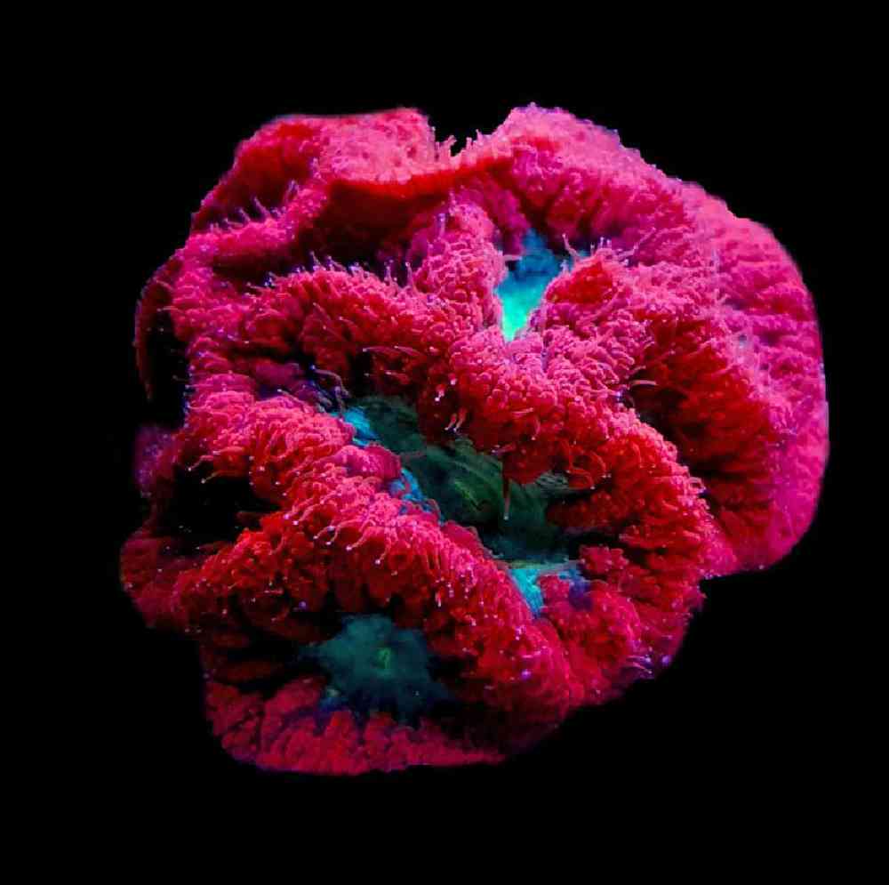 Unknown LPS Coral Aussie Pink Fire Coral for sale