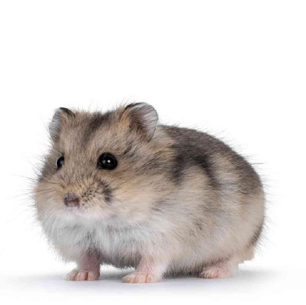 Unknown Hamster Dwarf Small Animal for sale