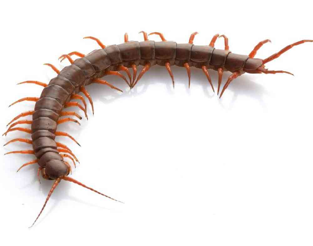 Unknown Centipede Vietnamese Invertebrates Land for sale