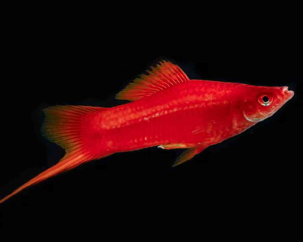 Unknown Swordtails Freshwater Fish for sale