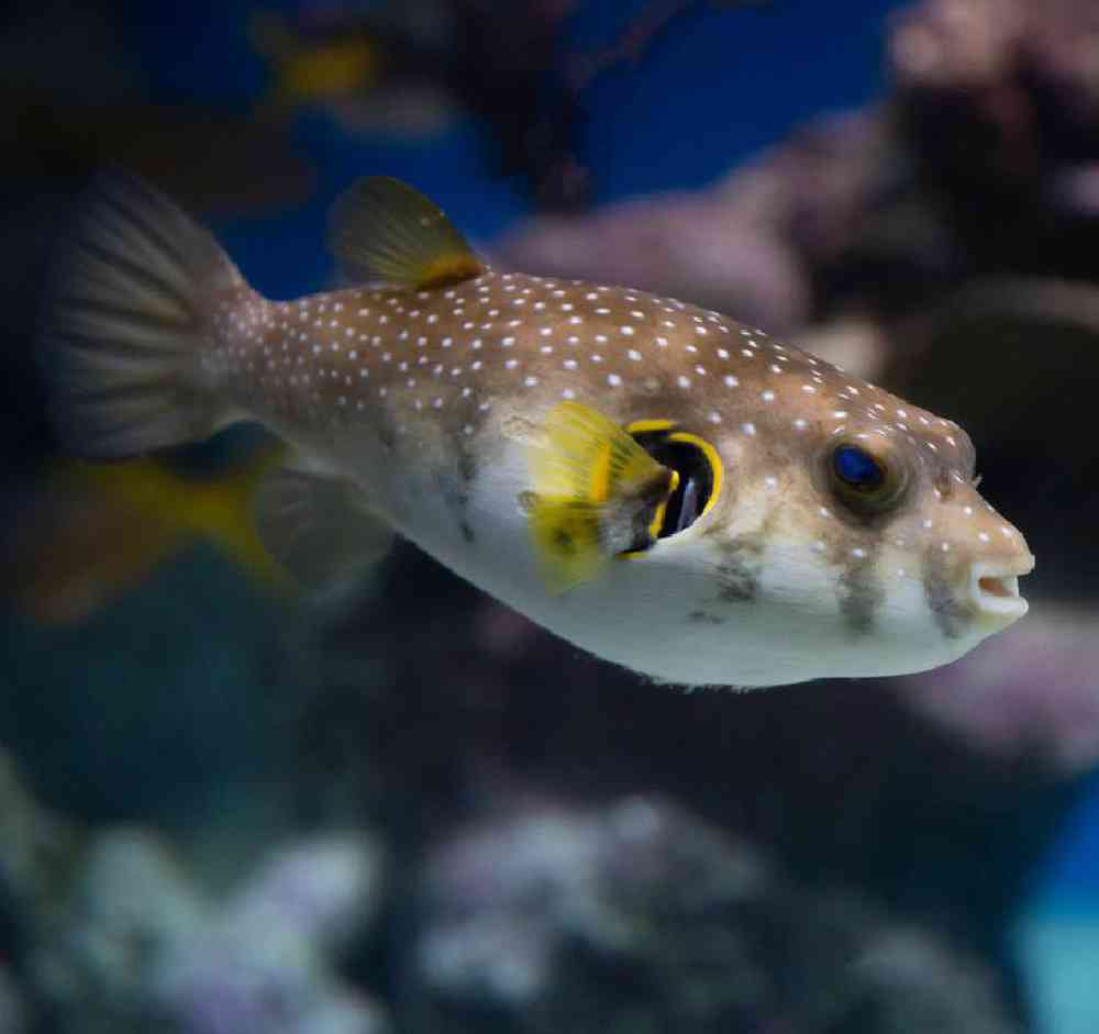 Unknown Puffers Dogface Saltwater Fish for sale