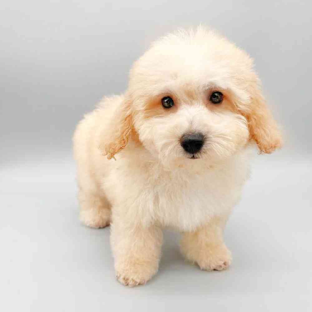 Male Bichapoo Puppy for Sale in Las Vegas, NV