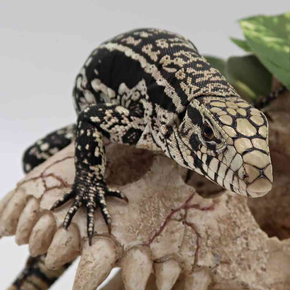 Unknown Argentine Black and White Tegu Reptile for sale